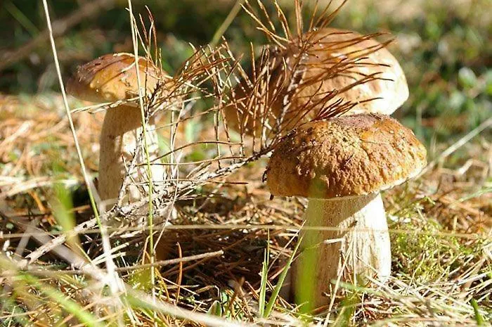 Фермерский дом Agro-wda Czarna Woda